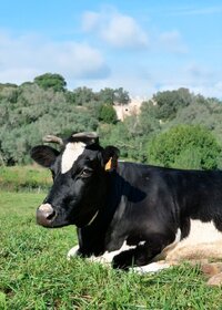 quinta_pedagogica_sao_paulo