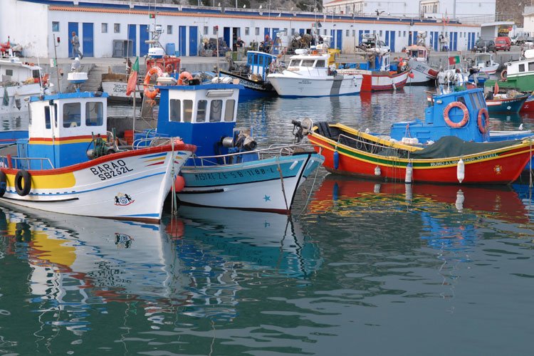 Regulamento do Porto de Pesca em consulta pública