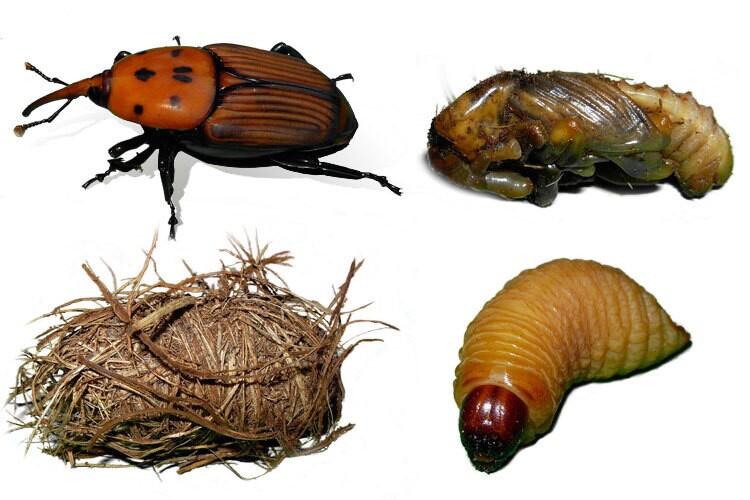 Escaravelho da Palmeira - CM Sesimbra