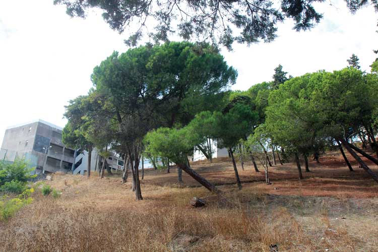 mata-sesimbra_1_2500_2500