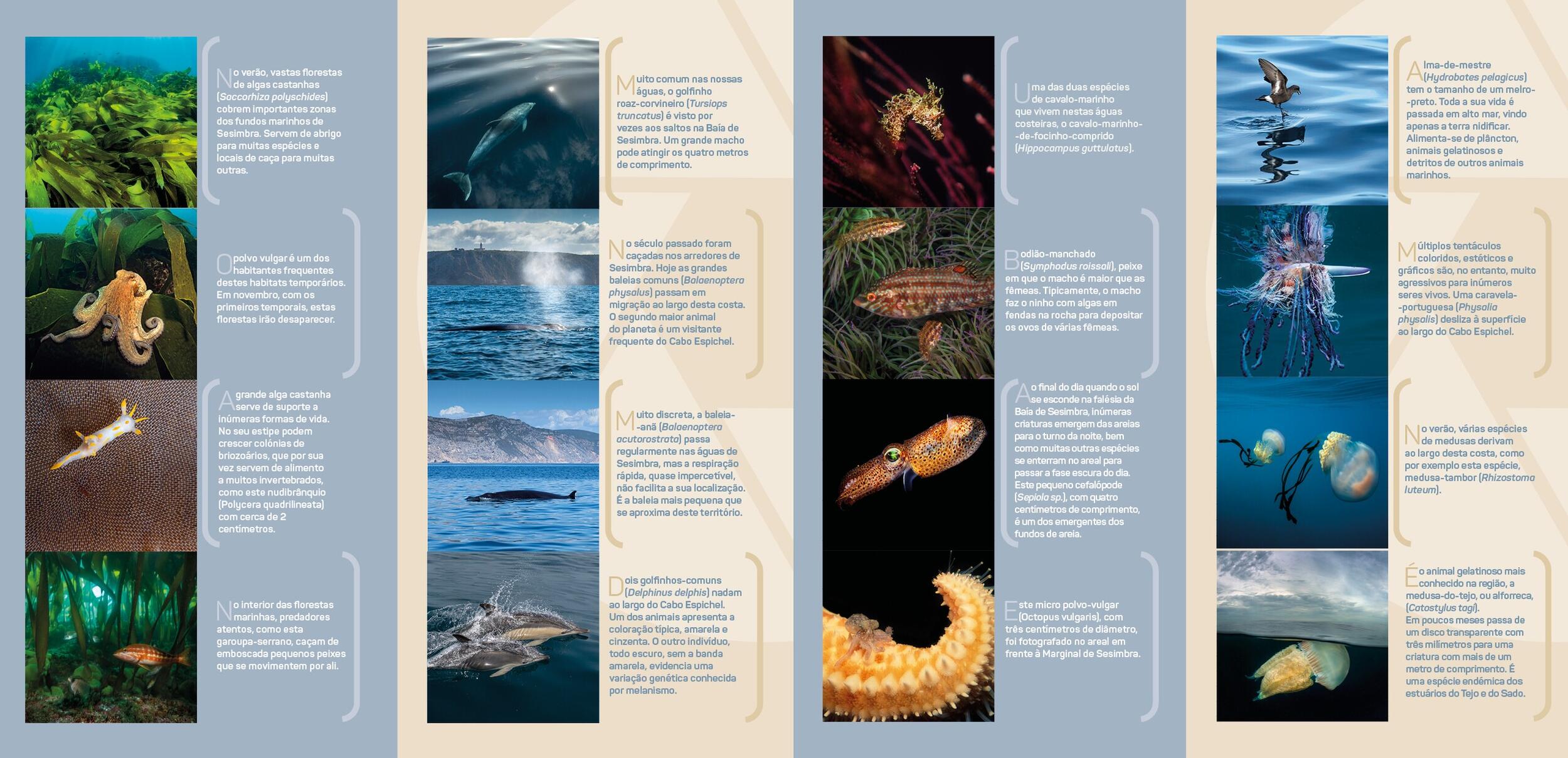 folheto luis quinta2